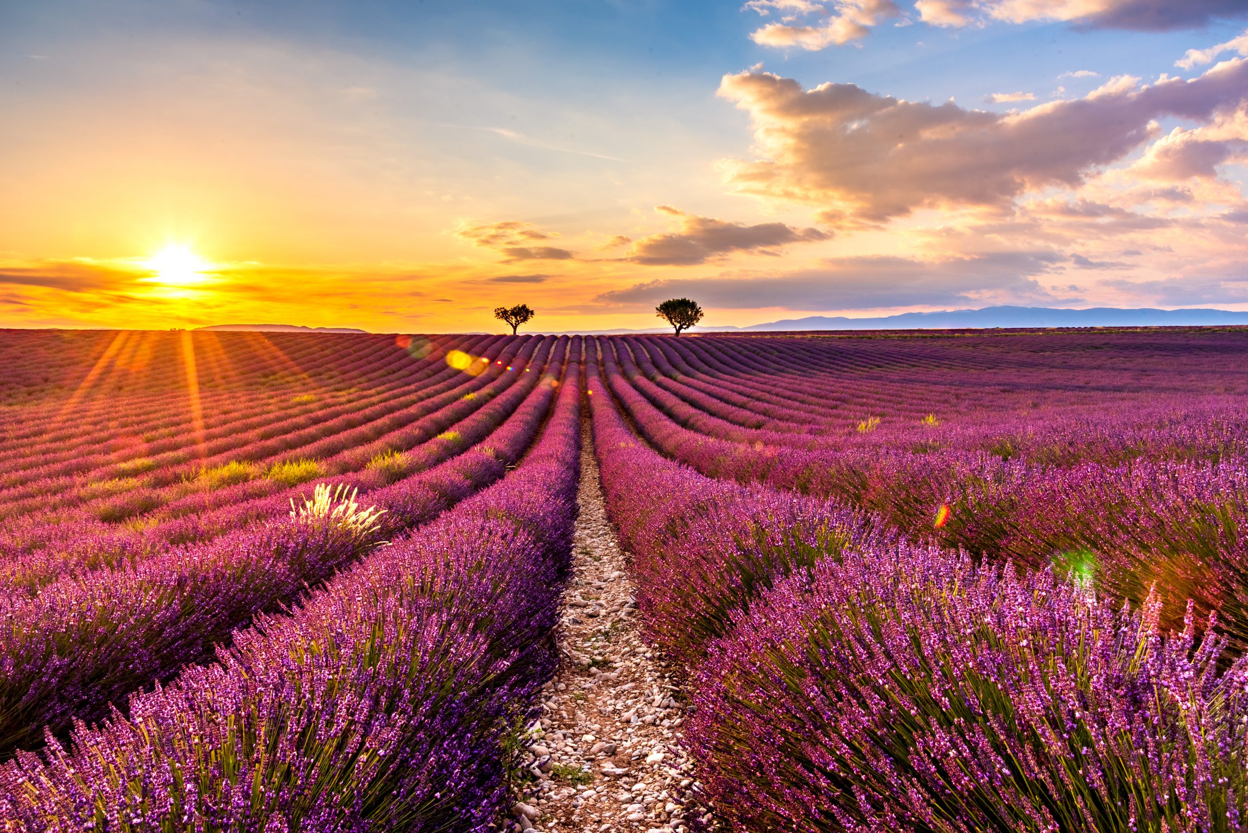 Plateau de Valensole, Provence
